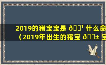 2019的猪宝宝是 🌹 什么命（2019年出生的猪宝 🐱 宝是什么命,取名应补什么）